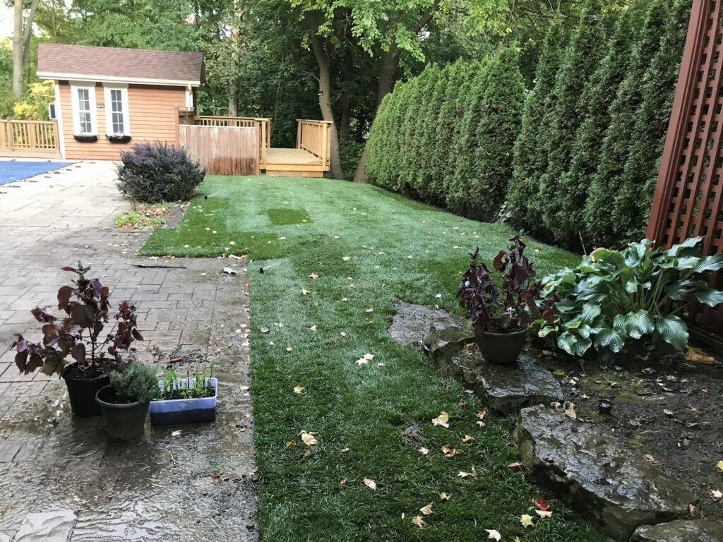 after installing fresh grass sod to backyard